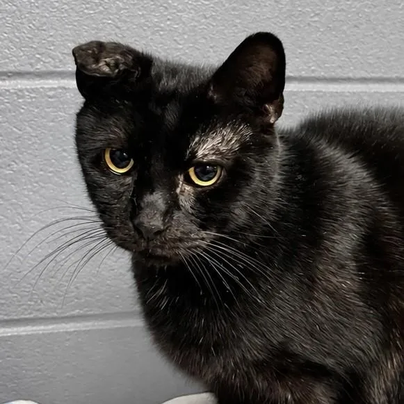A senior medium-sized male Black Domestic Short Hair cat named Arnold for adoption in Emporia, VA