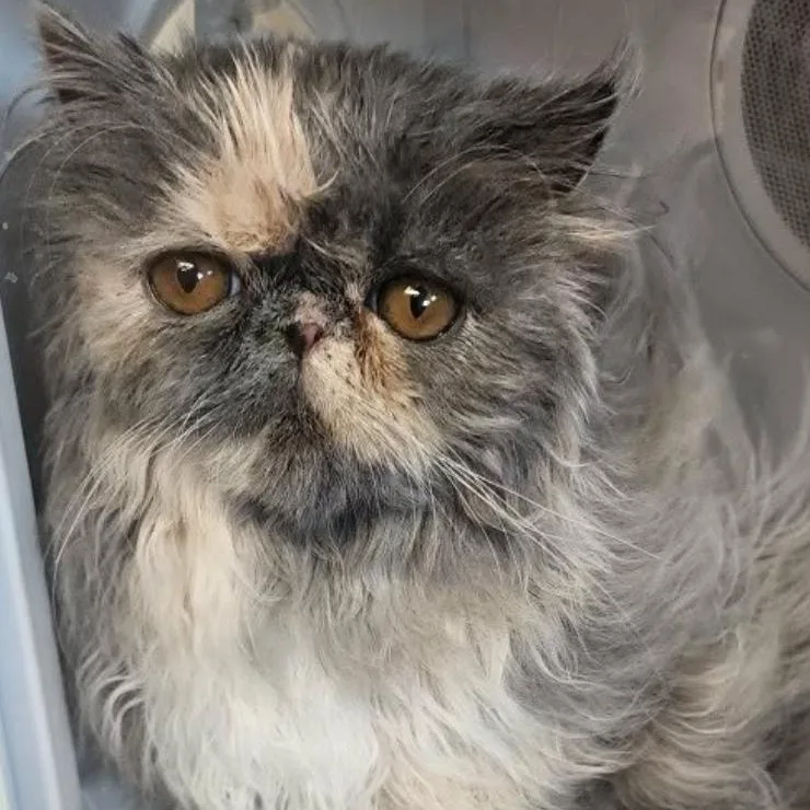 An adult small-sized female Dilute Calico Persian cat named Cady for adoption in Limekiln, PA