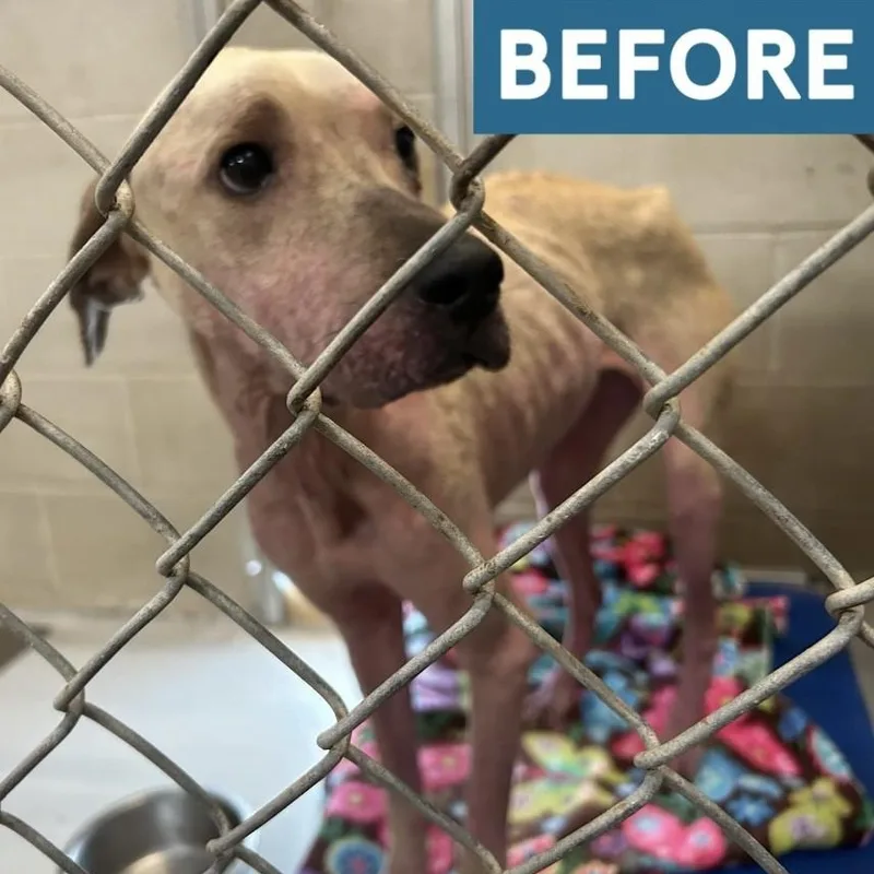 An adult large-sized female Black Mouth Cur dog named Delaney Dawn PC for adoption in Goliad, TX