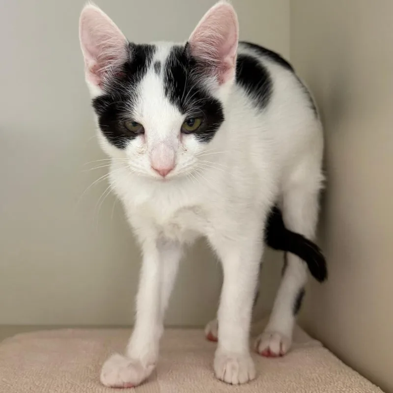 A baby small-sized male Domestic Short Hair cat named Target for adoption in Fairport, NY