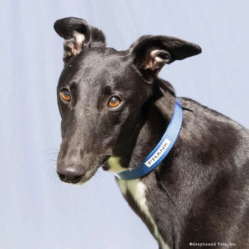 An adult large-sized male Greyhound dog named Frank for adoption in Woodinville, WA