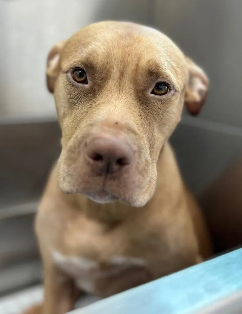 A young medium-sized male Pit Bull Terrier dog named Titan for adoption in Hartsville, SC