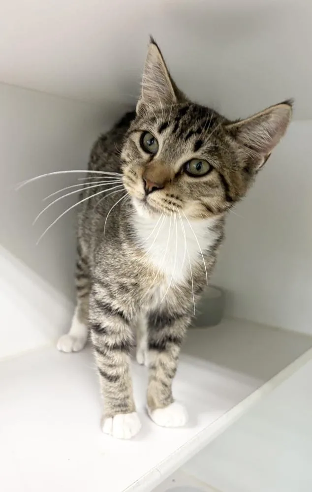 A baby medium-sized male Domestic Short Hair cat named Jasper for adoption in Rochester, IN