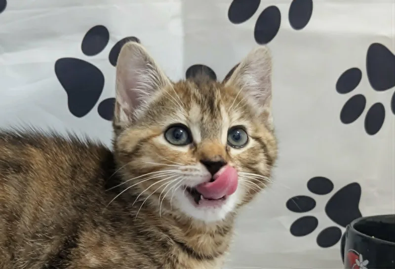 A baby medium-sized female Domestic Short Hair cat named River for adoption in Chesapeake Beach, MD