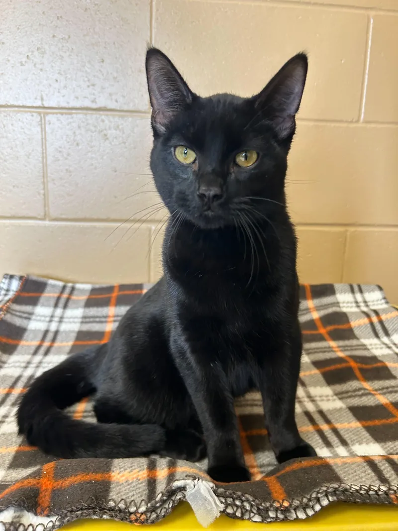 Darkness thumbnail 2