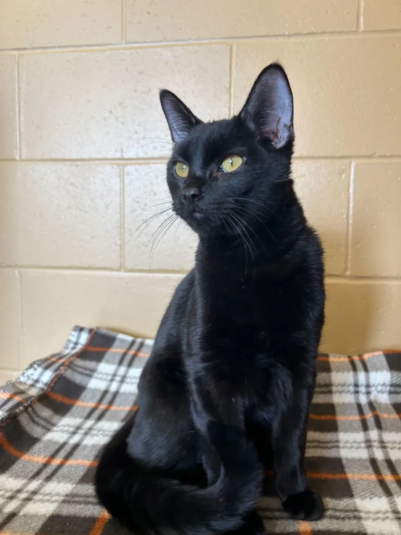 Darkness thumbnail 4