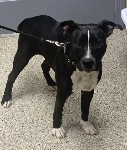 An adult medium-sized male Pit Bull Terrier dog named Dennis for adoption in Conway, AR