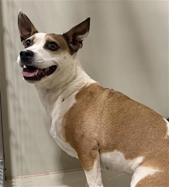 An adult small-sized female White / Cream Jack Russell Terrier dog named Cleo for adoption in Thousand Oaks, CA