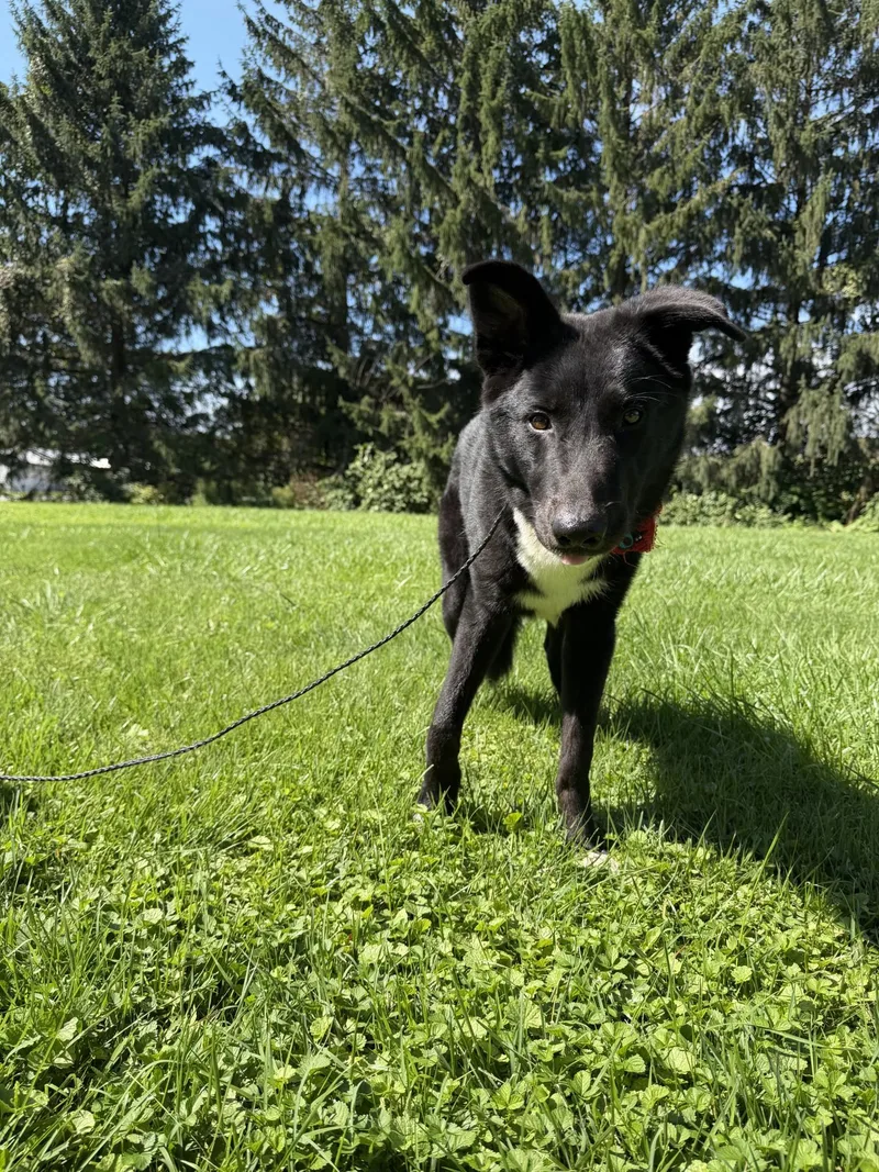 An adult medium-sized male Black German Shepherd Dog dog named Hank for adoption in Upper Sandusky, OH