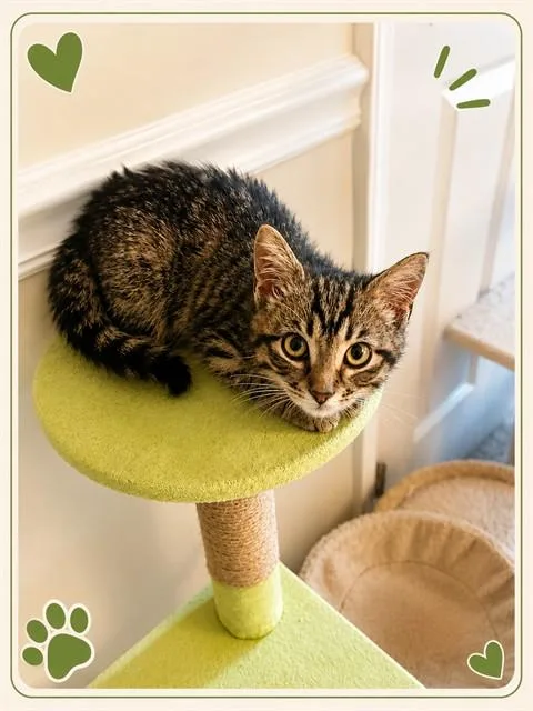 A baby small-sized male Domestic Short Hair cat named Bruce for adoption in Statesville, NC