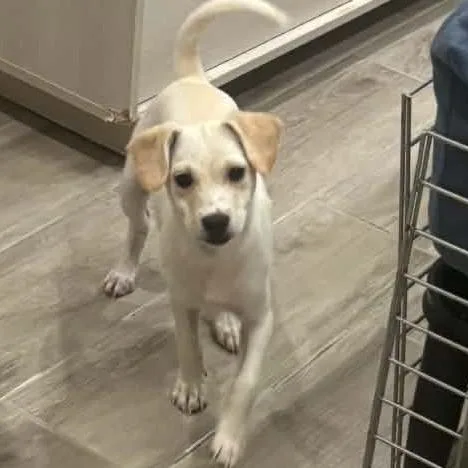 A baby small-sized female White / Cream Terrier dog named Brandy  Chino Hills for adoption in Chino Hills, CA