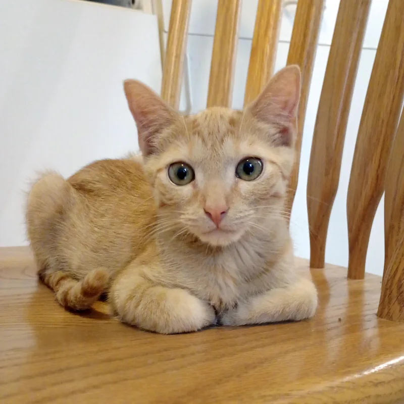 A baby medium-sized male Domestic Short Hair cat named George Embry for adoption in Apex, NC