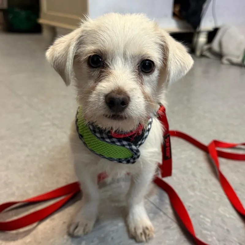 A young small-sized male White / Cream Mixed Breed dog named Stanley for adoption in Greensboro, NC