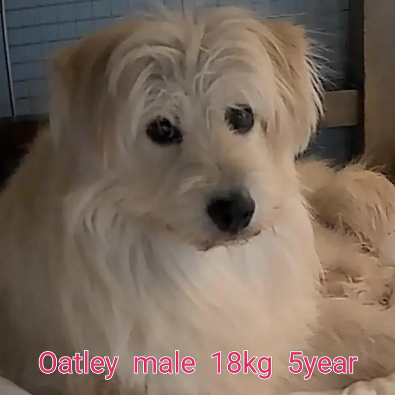 An adult medium-sized male Terrier dog named Oatley for adoption in Duluth, GA