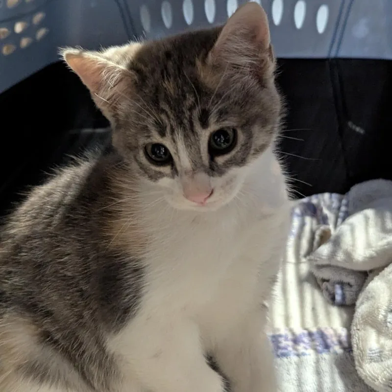 A baby medium-sized female Domestic Short Hair cat named Buns for adoption in Aberdeen, WA