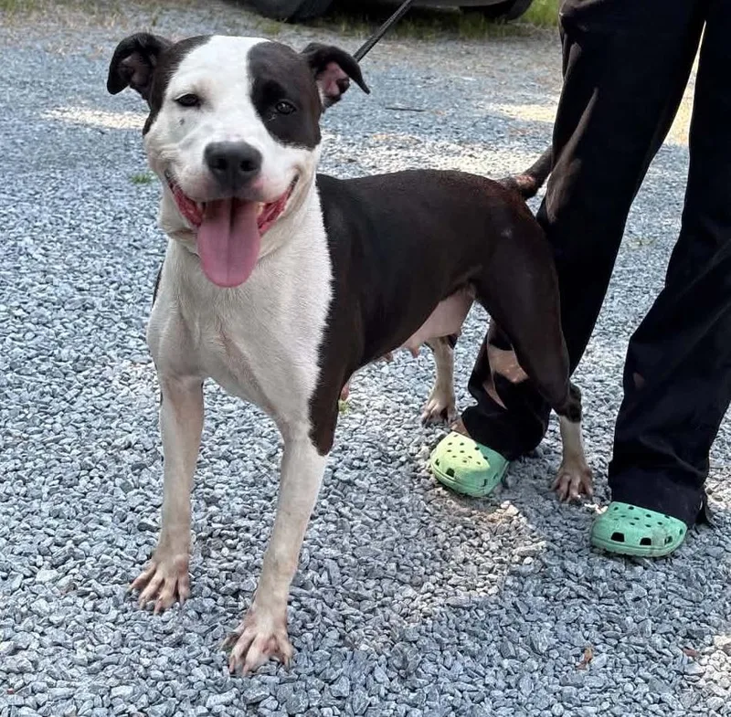 An adult medium-sized female American Staffordshire Terrier dog named Drax for adoption in Elizabethtown, NC