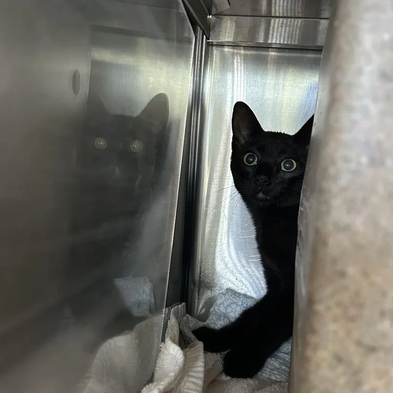 A baby small-sized female Black Domestic Short Hair cat named Checkers for adoption in Asheville, NC