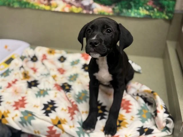 Save Me Please! Razcal