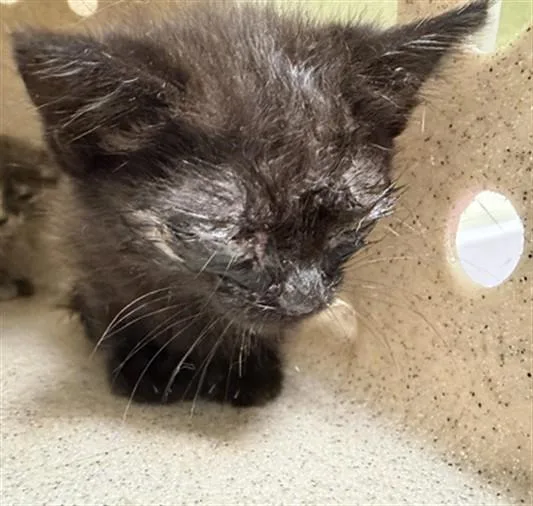A baby small-sized male Domestic Short Hair cat named James for adoption in Riverside, CA