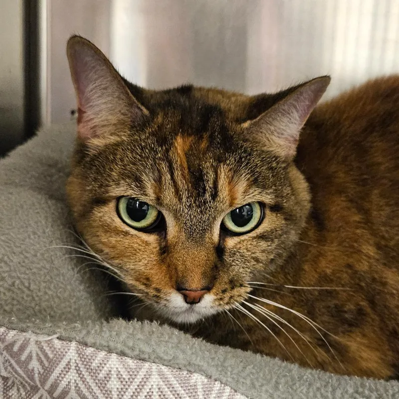 A senior medium-sized female Torbie Domestic Short Hair cat named Tutti for adoption in Sarasota, FL