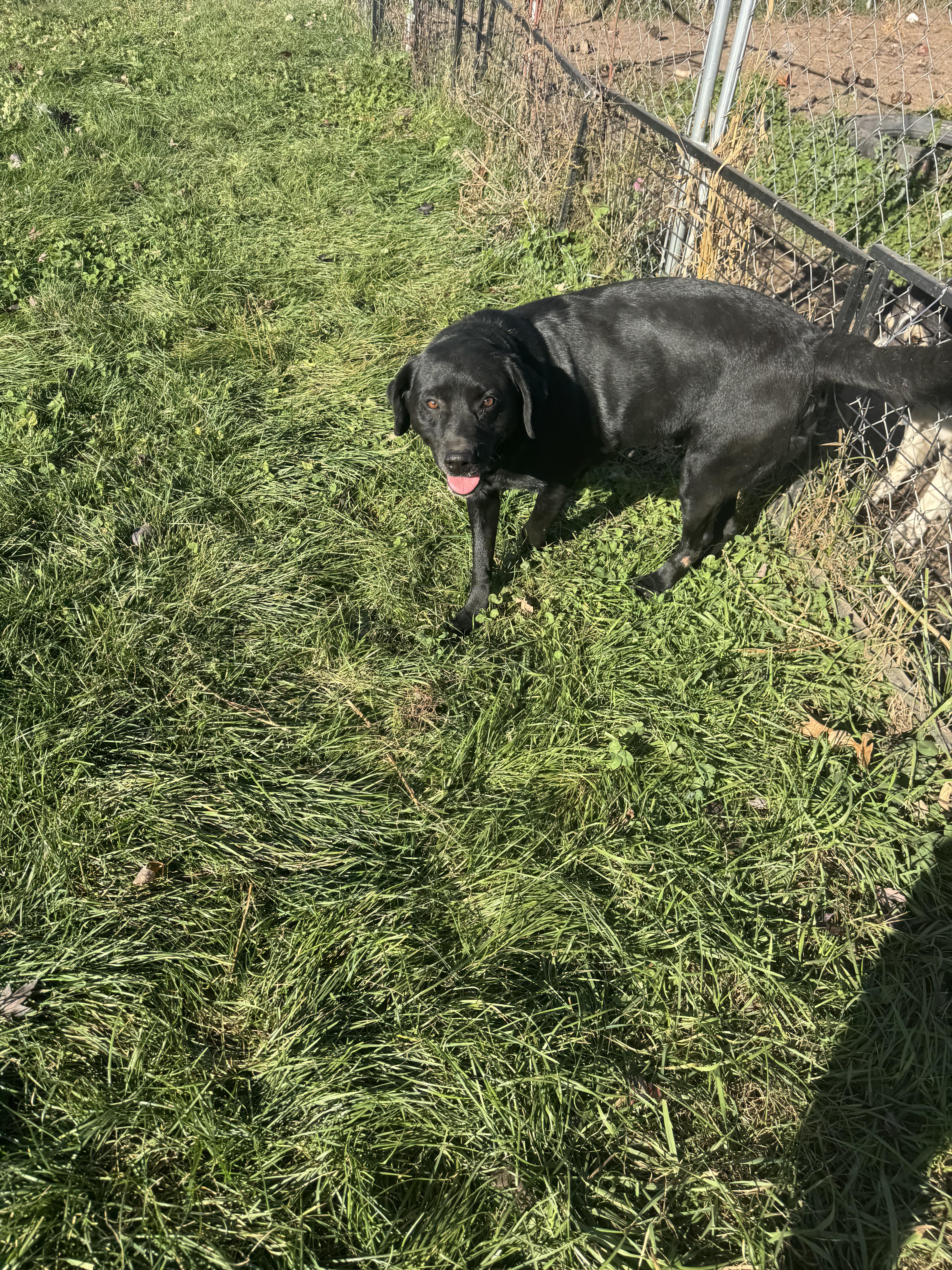 An adult medium-sized female Black Labrador Retriever dog named Alexsis for adoption in Glenwood City, WI