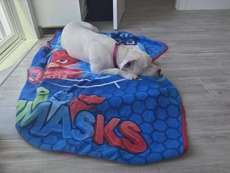 A baby medium-sized female White / Cream Pit Bull Terrier dog named Layla for adoption in Largo, FL