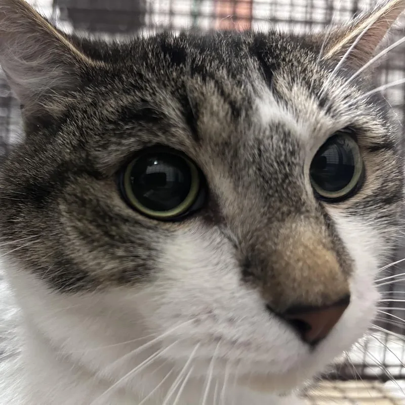 An adult large-sized male Domestic Short Hair cat named La Quinta for adoption in Yuma, AZ