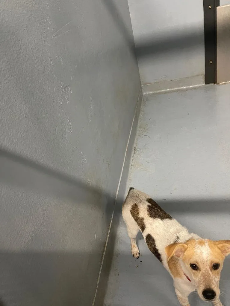 A young large-sized female Mixed Breed dog named Camille for adoption in Cartersville , GA