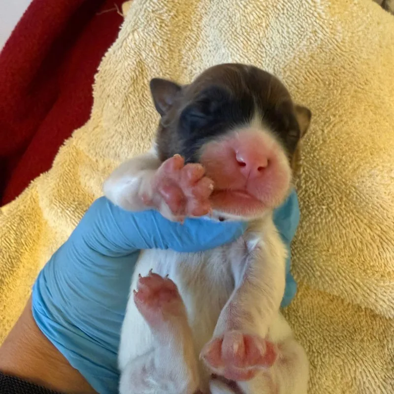 A baby medium-sized female Shepherd dog named Libra for adoption in Austin, TX