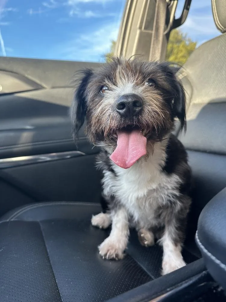 An adult small-sized female Maltese dog named Dolly for adoption in Shawnee, OK