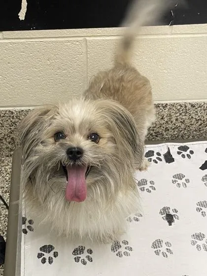 An adult medium-sized male Mixed Breed dog named Squid for adoption in Westland, MI