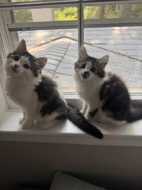 A baby medium-sized male Maine Coon cat named Maverick & Maisie BONDED for adoption in Herndon, VA