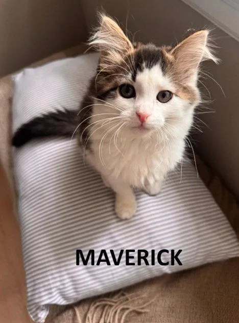 Maverick & Maisie BONDED thumbnail 2