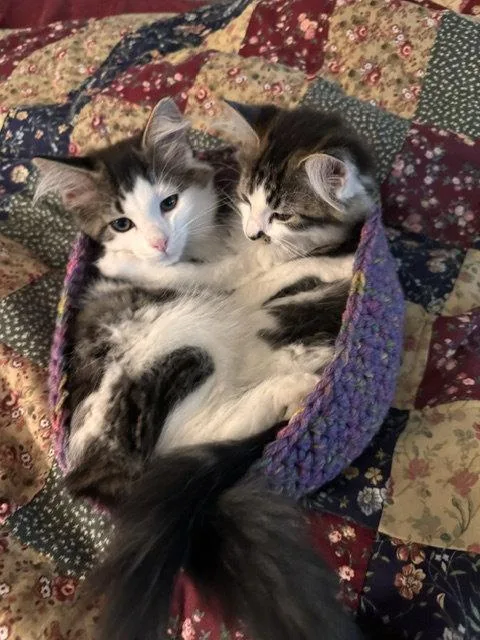 Maverick & Maisie BONDED thumbnail 3