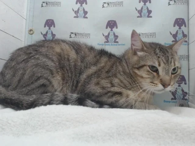 A young small-sized male Domestic Short Hair cat named Riri for adoption in Orlando, FL
