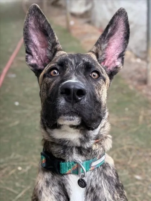 A young small-sized male Dutch Shepherd dog named Blackbird for adoption in Woodland, CA