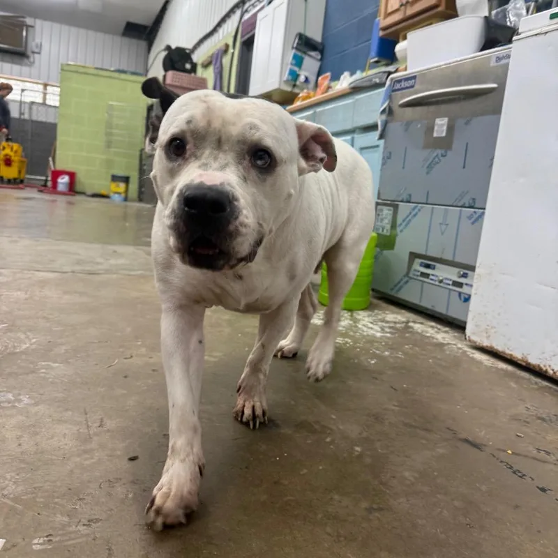 An adult small-sized female Mixed Breed dog named Miss Piggy for adoption in Corbin, KY