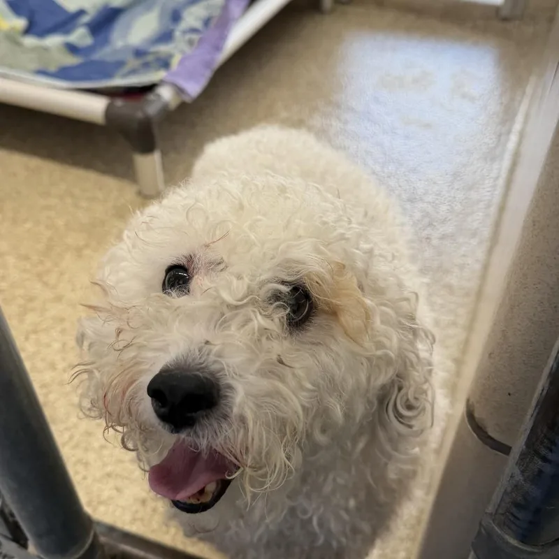 An adult small-sized male Cockapoo dog named Shay for adoption in Perkiomenville, PA