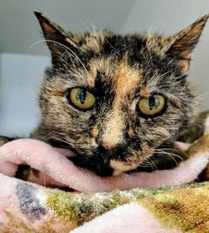 An adult small-sized female Domestic Short Hair cat named Yzma for adoption in Fairfax, VA