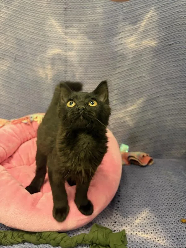 Binx