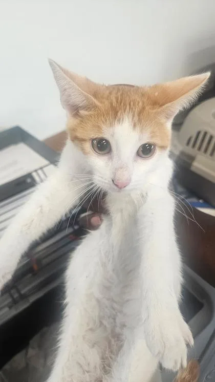 A baby medium-sized female Domestic Short Hair cat named Milenna for adoption in West Chester, PA
