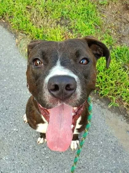 An adult medium-sized male American Staffordshire Terrier dog named Zeus for adoption in Williamsport, PA