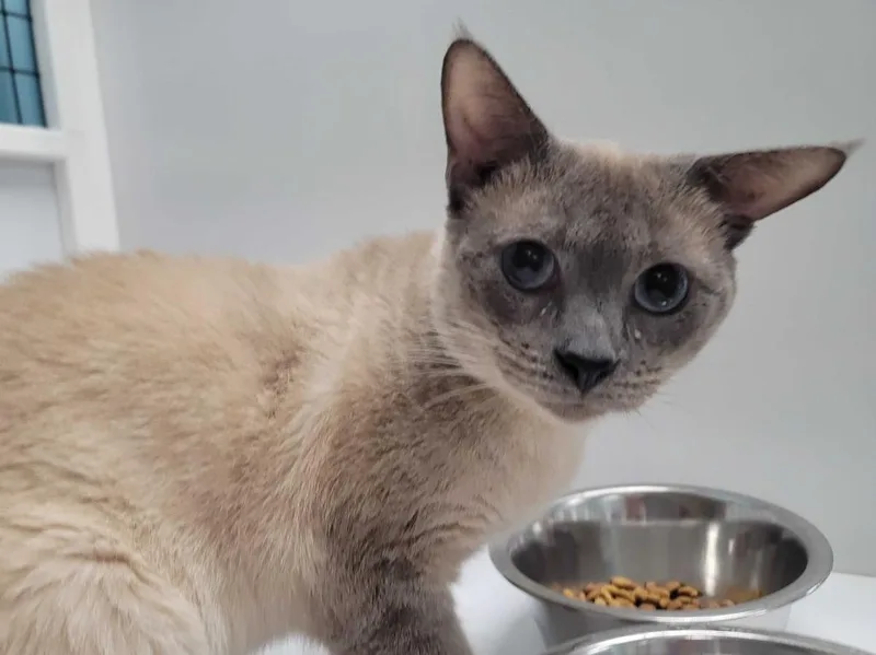 Chocolate Chip Cookie Dough