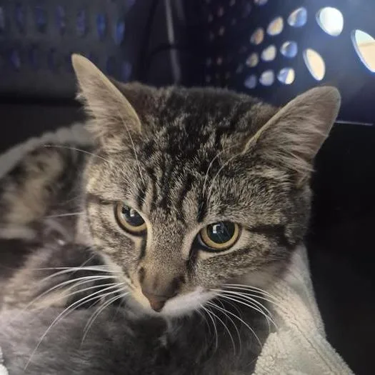 An adult medium-sized female Brown / Chocolate Domestic Short Hair cat named Chocolate for adoption in Tacoma, WA