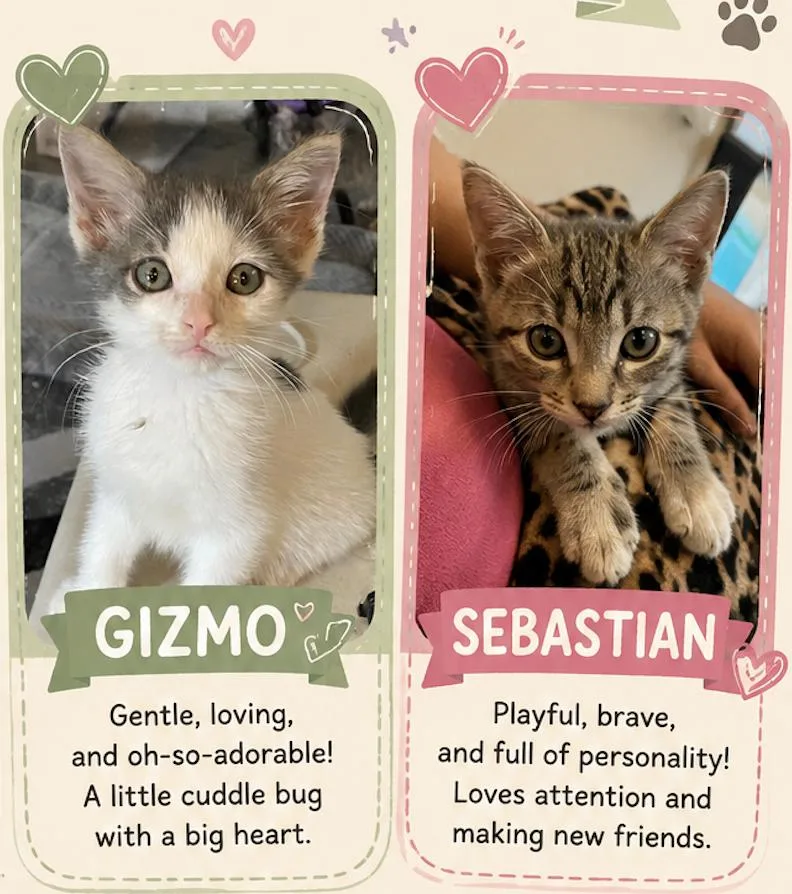 A young medium-sized male Gray / Blue / Silver Domestic Medium Hair cat named Gizmo and Sebastian for adoption in Metairie, LA