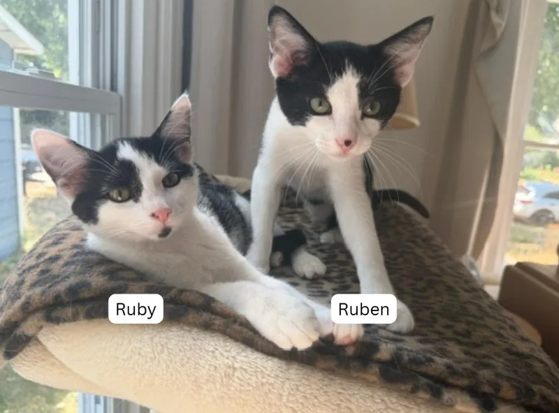 Ruben  Ruby thumbnail 2
