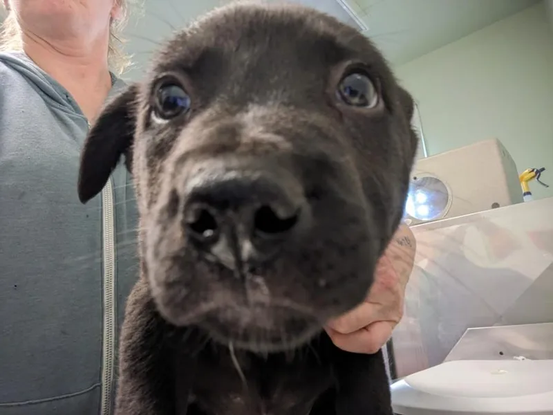 A baby small-sized male German Shepherd Dog dog named Jinx Monsoon for adoption in Santa Cruz, CA