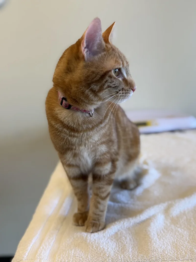 An adult medium-sized male Tabby (Orange / Red) Domestic Short Hair cat named Pete for adoption in Portland, OR