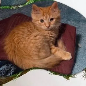 A baby small-sized female Orange / Red Domestic Long Hair cat named Bonsai for adoption in Orangevale, CA
