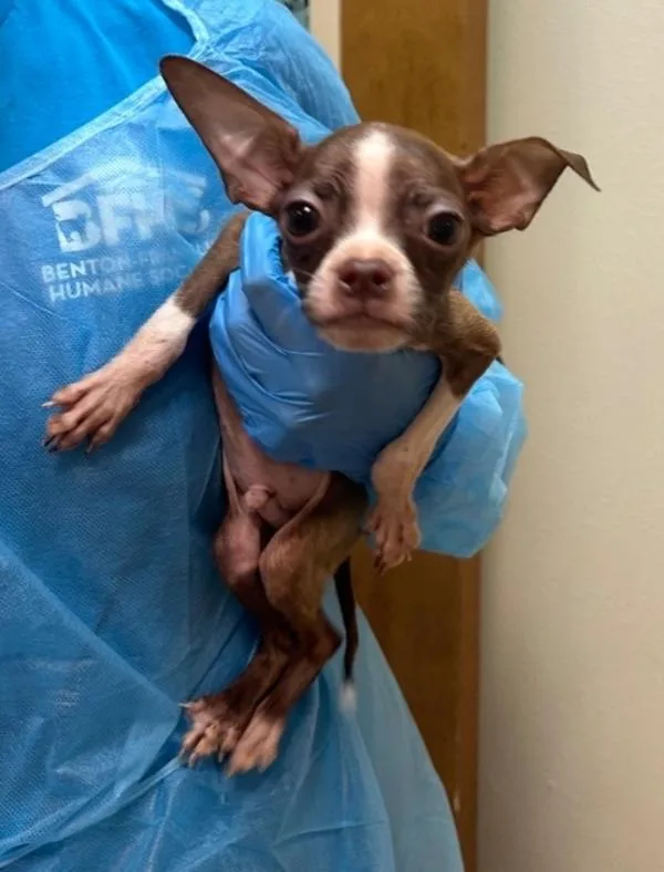 A baby small-sized male Boston Terrier dog named Penny for adoption in Kennewick, WA